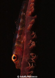 Goby on whip coral by Adolfo Maciocco 
